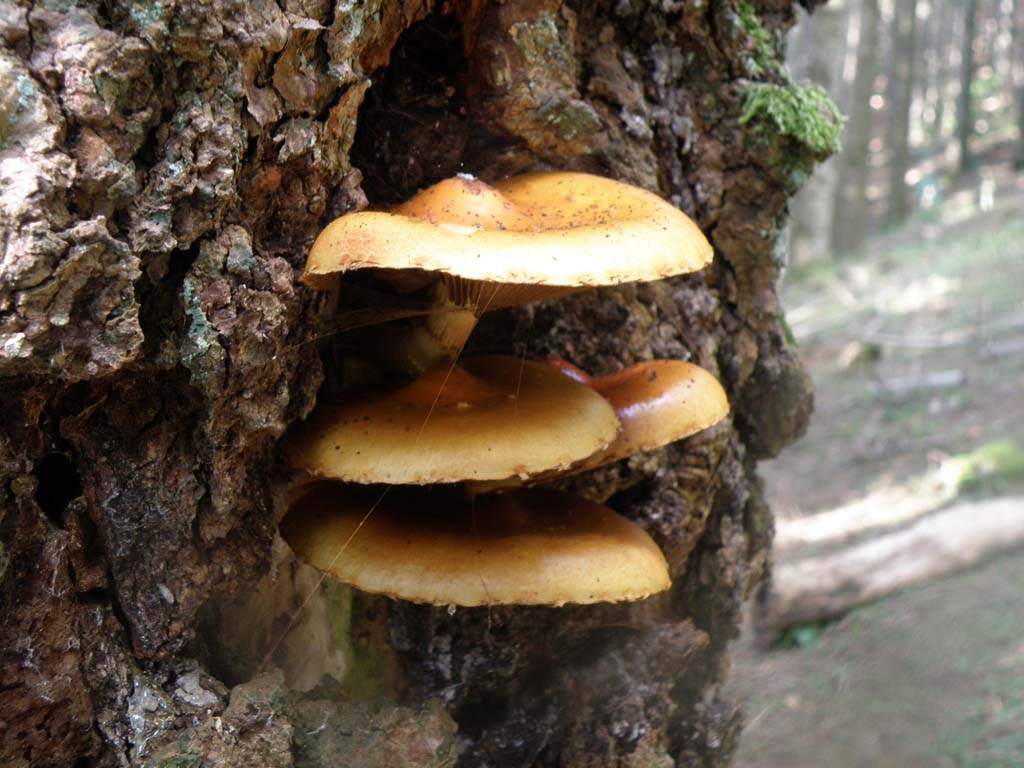 Foresta di Campigna - funghi da determinare